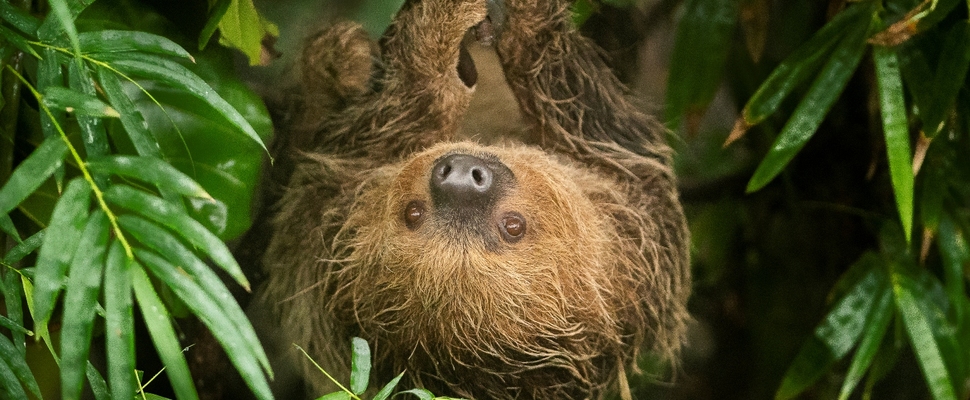 Zoo photographer - Credit Jason Brown - Rica 22-09-18 _3_.jpg